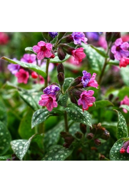 Медуниця цукрова Variegata з плямистим сріблястим листям у саду